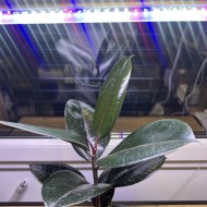LED GROW trubica pre rast rastlín, 10W, 60 cm, plné spektrum 